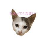 保護猫すたんぷ 4（個別スタンプ：3）
