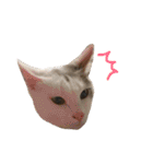 保護猫すたんぷ 4（個別スタンプ：4）