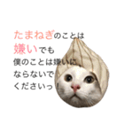 保護猫すたんぷ 4（個別スタンプ：5）