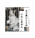 保護猫すたんぷ 4（個別スタンプ：8）