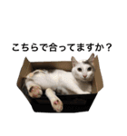 保護猫すたんぷ 4（個別スタンプ：9）