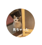 保護猫すたんぷ 4（個別スタンプ：10）