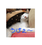 保護猫すたんぷ 4（個別スタンプ：11）