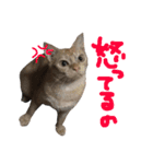 保護猫すたんぷ 4（個別スタンプ：12）