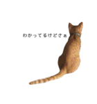 保護猫すたんぷ 4（個別スタンプ：13）