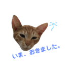 保護猫すたんぷ 4（個別スタンプ：14）