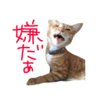 保護猫すたんぷ 4（個別スタンプ：15）