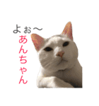 保護猫すたんぷ 4（個別スタンプ：16）