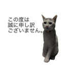 保護猫すたんぷ 4（個別スタンプ：17）