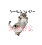 保護猫すたんぷ 4（個別スタンプ：18）