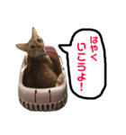 保護猫すたんぷ 4（個別スタンプ：20）
