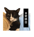保護猫すたんぷ 4（個別スタンプ：21）