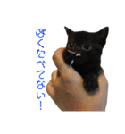 保護猫すたんぷ 4（個別スタンプ：22）