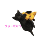 保護猫すたんぷ 4（個別スタンプ：23）