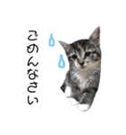 保護猫すたんぷ 4（個別スタンプ：24）