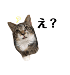 保護猫すたんぷ 4（個別スタンプ：25）