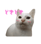 保護猫すたんぷ 4（個別スタンプ：27）