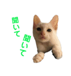 保護猫すたんぷ 4（個別スタンプ：29）