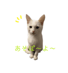 保護猫すたんぷ 4（個別スタンプ：30）