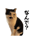 保護猫すたんぷ 4（個別スタンプ：31）