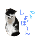 保護猫すたんぷ 4（個別スタンプ：32）