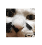 保護猫すたんぷ 4（個別スタンプ：33）