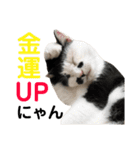 保護猫すたんぷ 4（個別スタンプ：34）