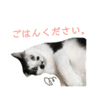 保護猫すたんぷ 4（個別スタンプ：35）
