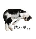 保護猫すたんぷ 4（個別スタンプ：36）