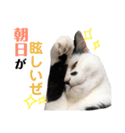 保護猫すたんぷ 4（個別スタンプ：37）