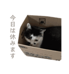 保護猫すたんぷ 4（個別スタンプ：38）