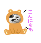 保護猫すたんぷ 4（個別スタンプ：39）