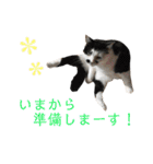 保護猫すたんぷ 4（個別スタンプ：40）