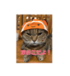 毎日使いたくなる猫スタンプ（個別スタンプ：5）