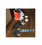 毎日使いたくなる猫スタンプ（個別スタンプ：6）