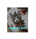 毎日使いたくなる猫スタンプ（個別スタンプ：7）