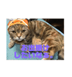 毎日使いたくなる猫スタンプ（個別スタンプ：8）