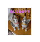 毎日使いたくなる猫スタンプ（個別スタンプ：9）