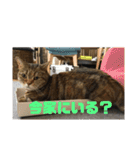 毎日使いたくなる猫スタンプ（個別スタンプ：10）