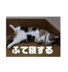 毎日使いたくなる猫スタンプ（個別スタンプ：12）