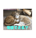 毎日使いたくなる猫スタンプ（個別スタンプ：13）