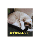 毎日使いたくなる猫スタンプ（個別スタンプ：15）