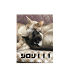 毎日使いたくなる猫スタンプ（個別スタンプ：16）