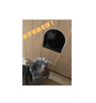 毎日使いたくなる猫スタンプ（個別スタンプ：17）