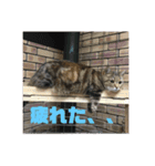 毎日使いたくなる猫スタンプ（個別スタンプ：18）