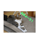 毎日使いたくなる猫スタンプ（個別スタンプ：20）