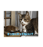 毎日使いたくなる猫スタンプ（個別スタンプ：21）