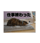毎日使いたくなる猫スタンプ（個別スタンプ：22）