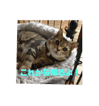 毎日使いたくなる猫スタンプ（個別スタンプ：23）