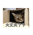 毎日使いたくなる猫スタンプ（個別スタンプ：24）